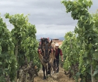 Javier San Pedro Viuda Negra Rioja La Taconera 2019 Spanien - 2020