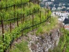 Riesling Eisack Valley - 2021 - Winery Tauber