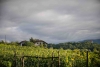 T.N. 16 Souvignier Gris Piwi - 2021 - Organic Winery Hof Gandberg - Thomas Niedermayr